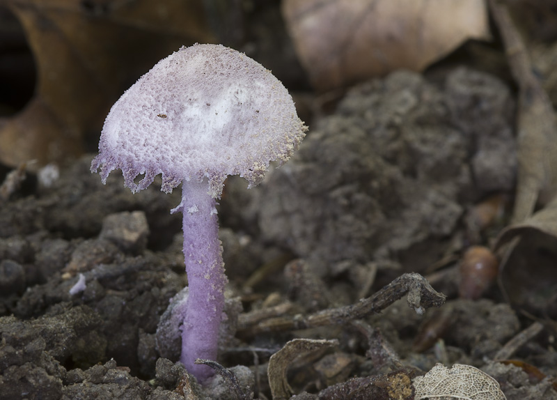 Cystolepiota bucknallii